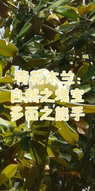 不只是观赏植物：荷花木兰的功效之谜解析