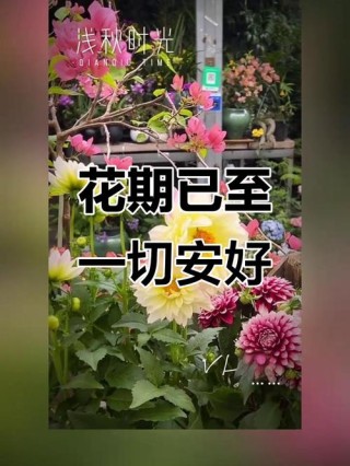 安好如初