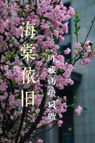 海棠不惜胭脂色，独立蒙蒙细雨中，在诗词中感受春天里的寒冷