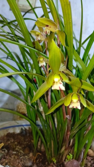直到兰花灿烂前 （打一字)