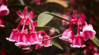 生如山花