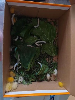人生如蚕