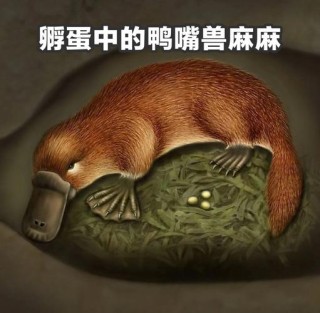 可可爱爱的动物们，没想到它们的嘴藏着这么多秘密