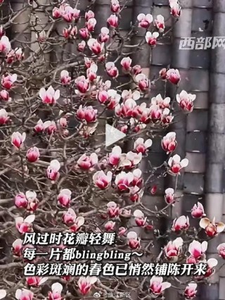 报道春天