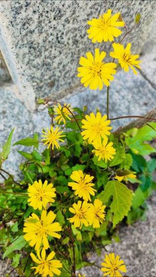 小黄花