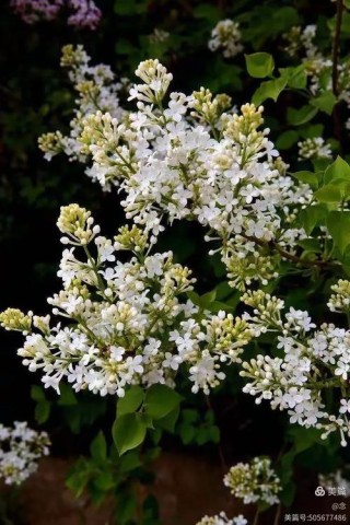 丁香花开
