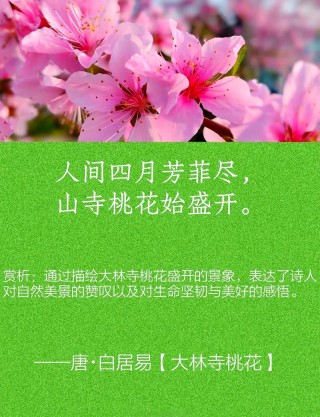 描写桃花的优美句子 忽如一阵桃花开