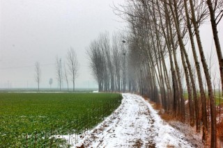 雪晨