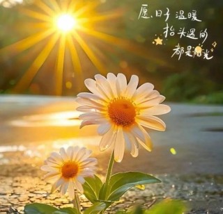送你一束阳光