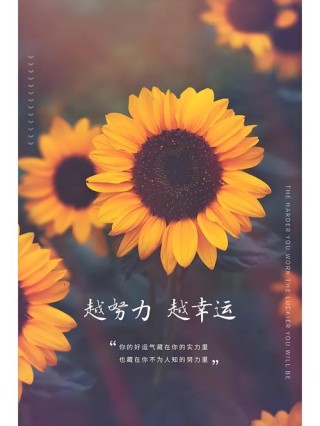 愿生如夏花——做一棵向日葵，心向阳光，胸怀希望