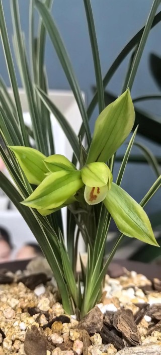 兰花作伴
