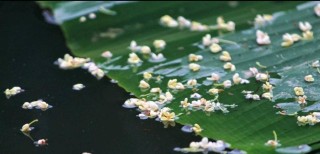 烟花散尽不堪剪