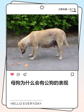 狗性背后的人性