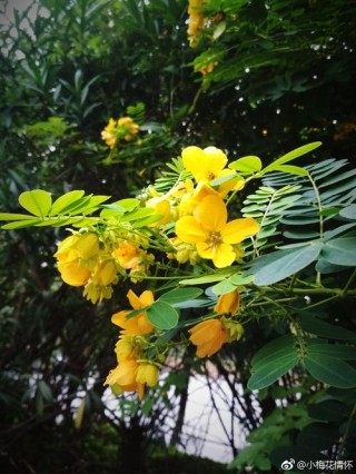 花落无痕
