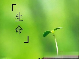 生命的无常
