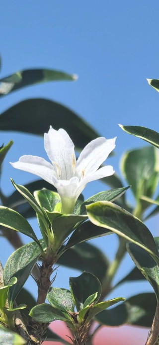 夏季的清新使者——六月雪