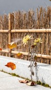 秋雨 落花 梦香