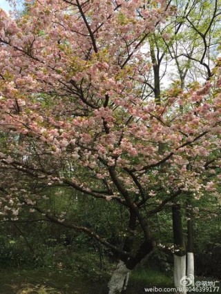 春降甘露吟首诗 （打一字）