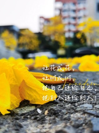 配花草图片的文案，配花草风景树木的文案句子，励志诗意朋友圈