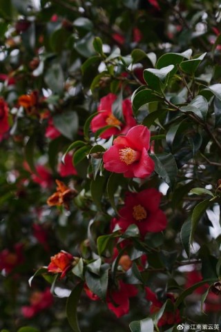 陌上花开