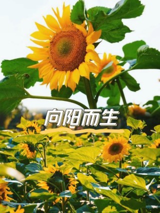 每朵花都有自己的春天，所以我们都要自信阳光地生活