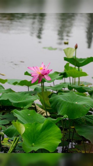 莲池观荷