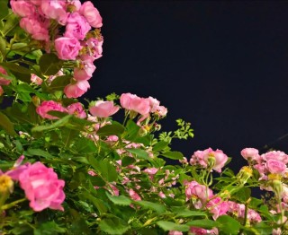 蔷薇夜