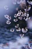 惨淡的春日