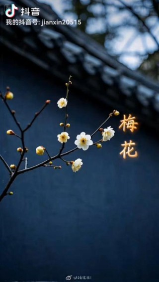 傲骨
