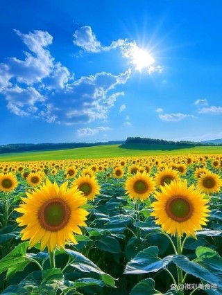 向日葵，永远朝着太阳的方向盛放，是夏日里最美的风景