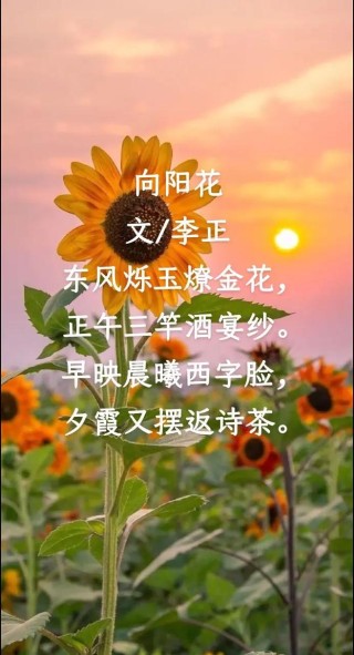 十首葵花诗词，同一个笑脸向日，不同的诗人有不同演绎，唯有葵花