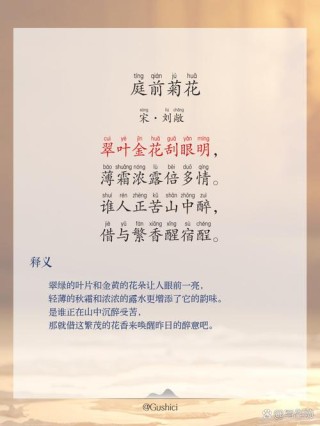 写菊花最美的10首诗词，一夜清霜至，人间菊芬芳