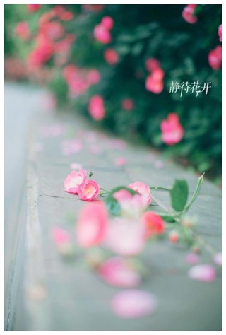 等待春暖，静候花开