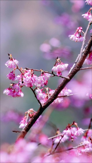 樱花往事