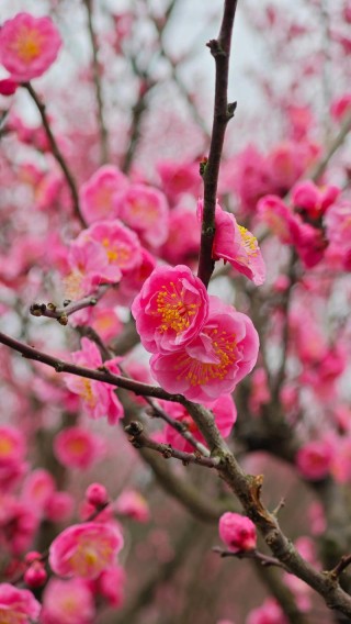 两个约会梅花下 （打一字）