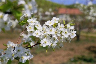 又见梨花开