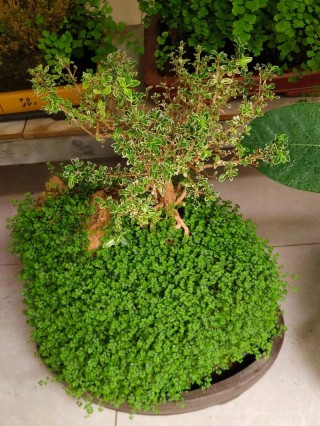草里藏珍珠