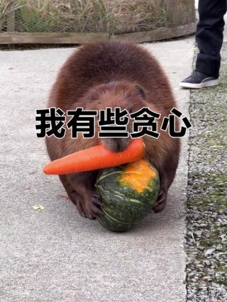 贪心