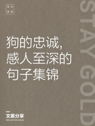 40个写材料关于忠诚的好句子