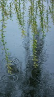 春雨飘散着伤情