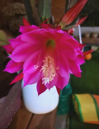 感悟昙花