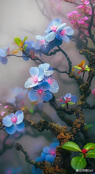 雾中花