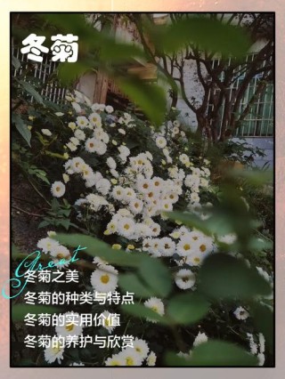 菊花开，闻冬来