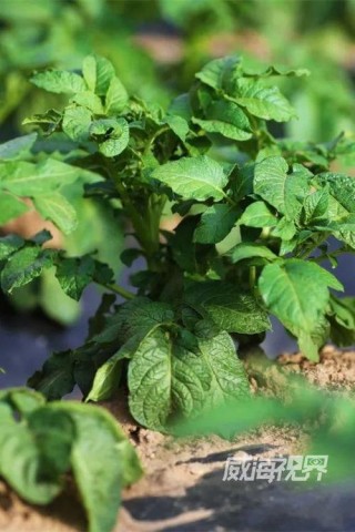 父母小菜园，是俺一辈子的馋