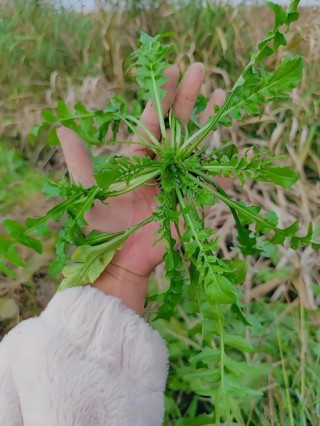 春天的野菜，吃的是鲜味，品的是闲趣