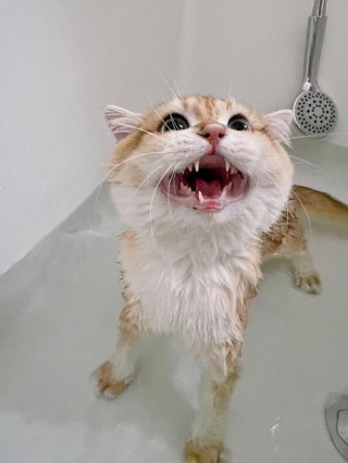 路边捡了只脏脏小猫，洗干净后竟大变样：恭喜您喜提金渐层一只