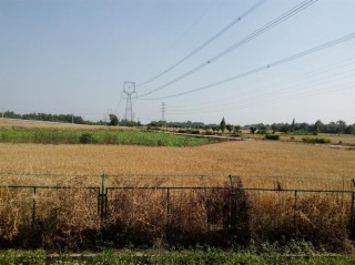 五月的田野