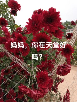 母亲，我想你