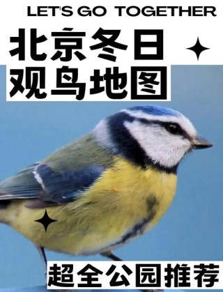 雪松上，那筑巢的鸟