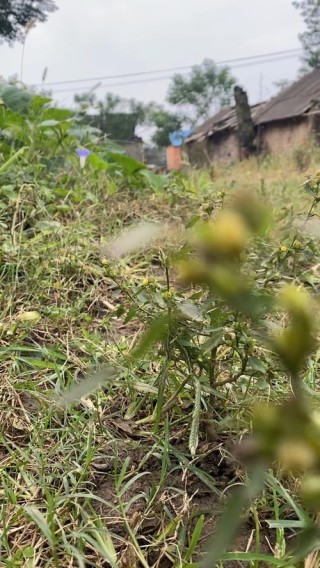 乡村草木